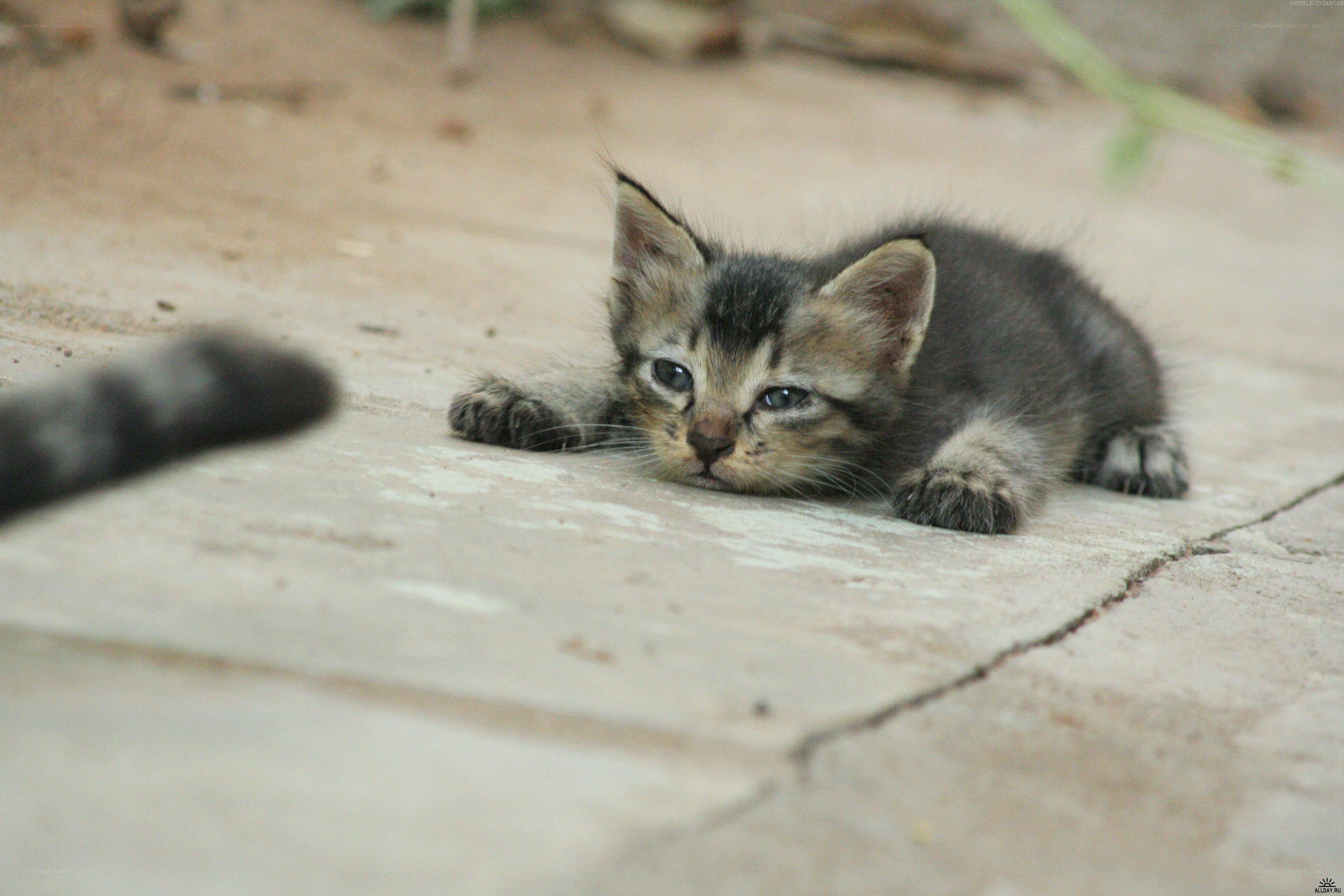 kitten lying on concrete
