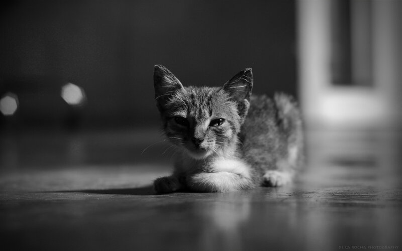 Kitten Lying on Floor