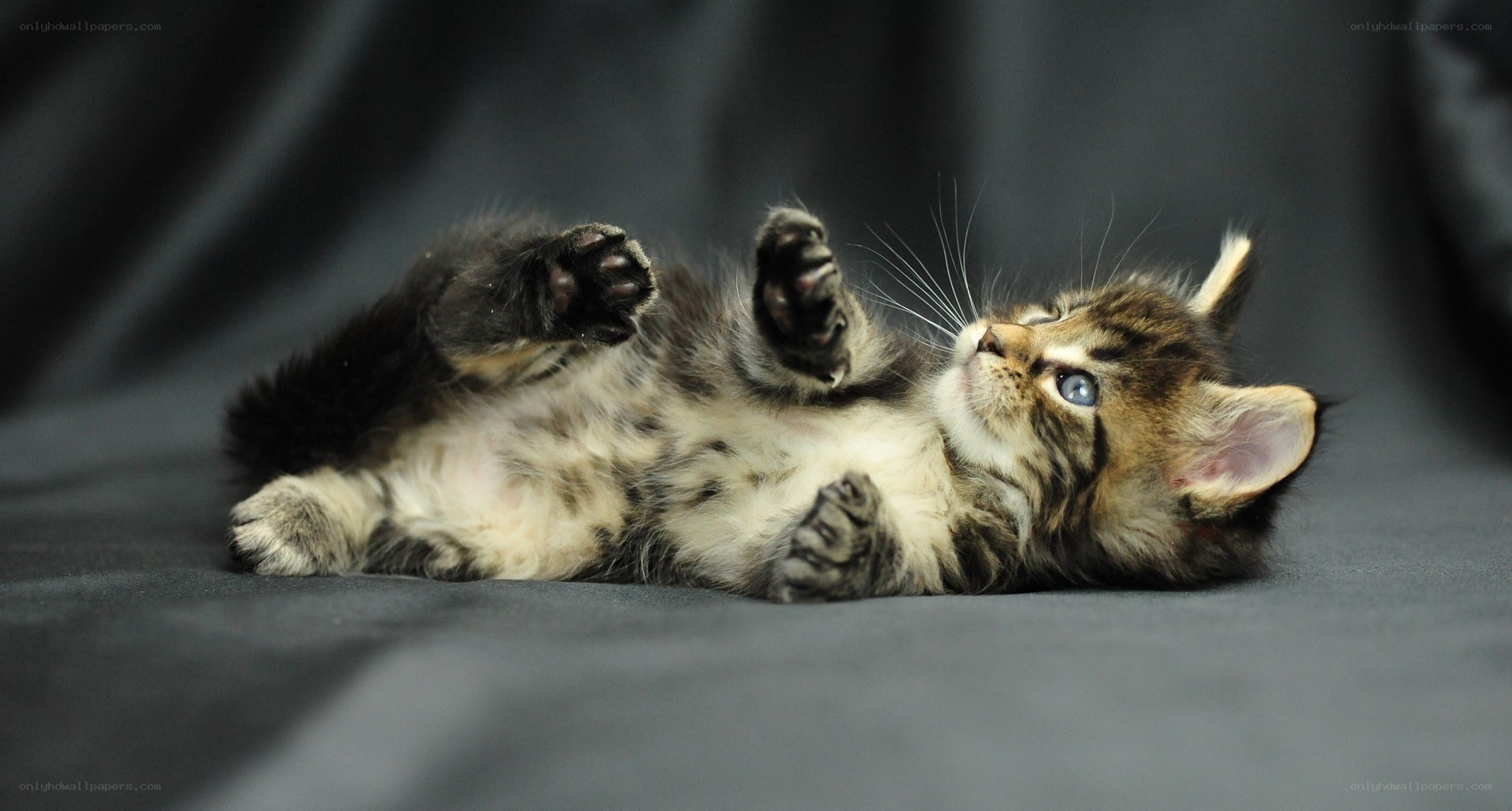 kitten lying on its back
