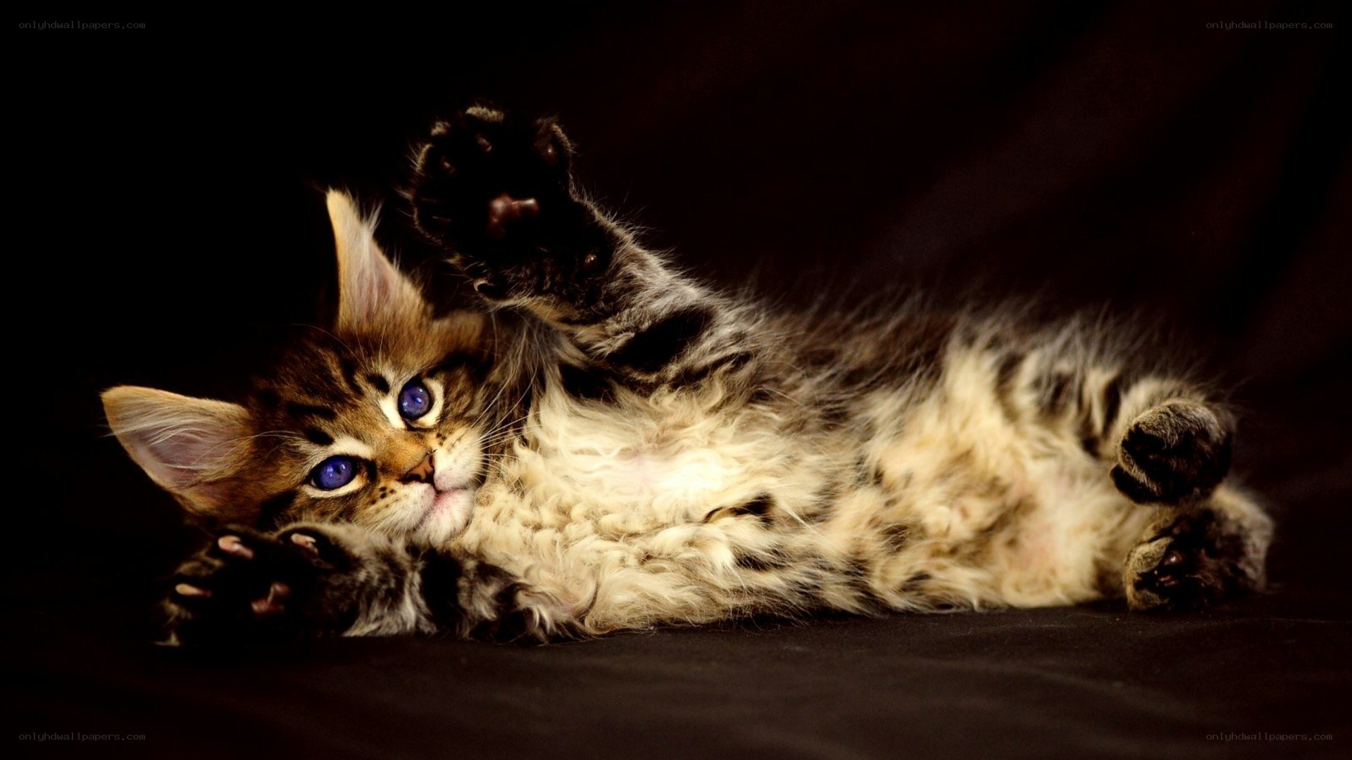 kitten lying on its back
