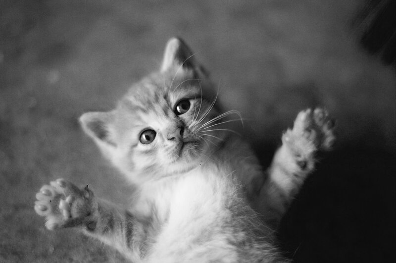 kitten lying on its back