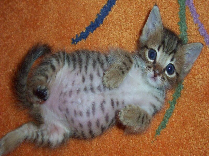 kitten lying on its back