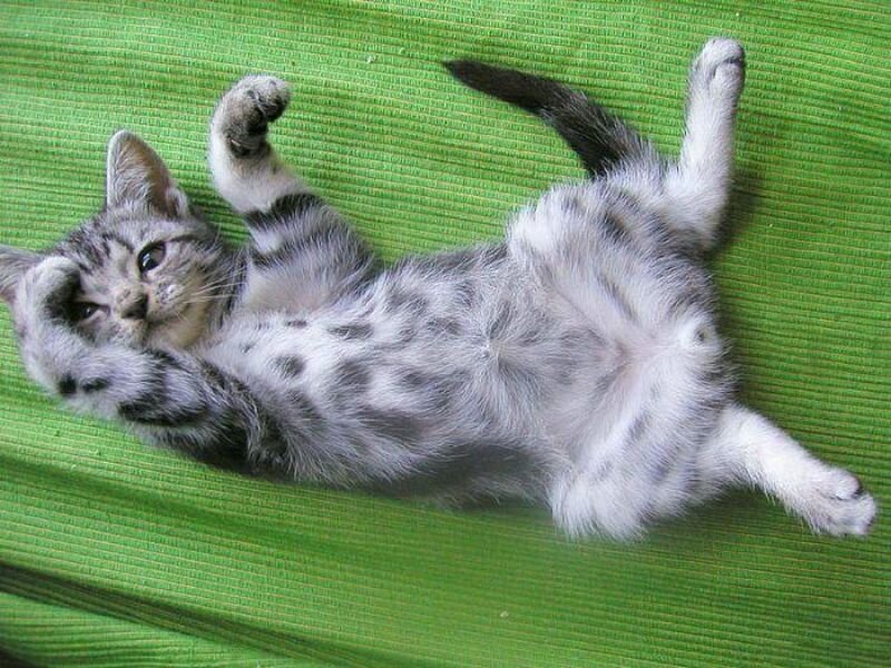 kitten lying on its back