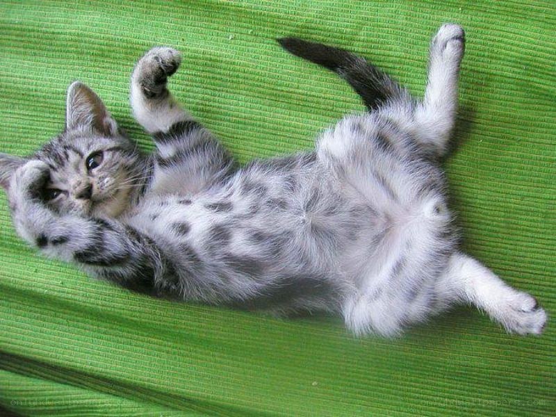 kitten lying on its back