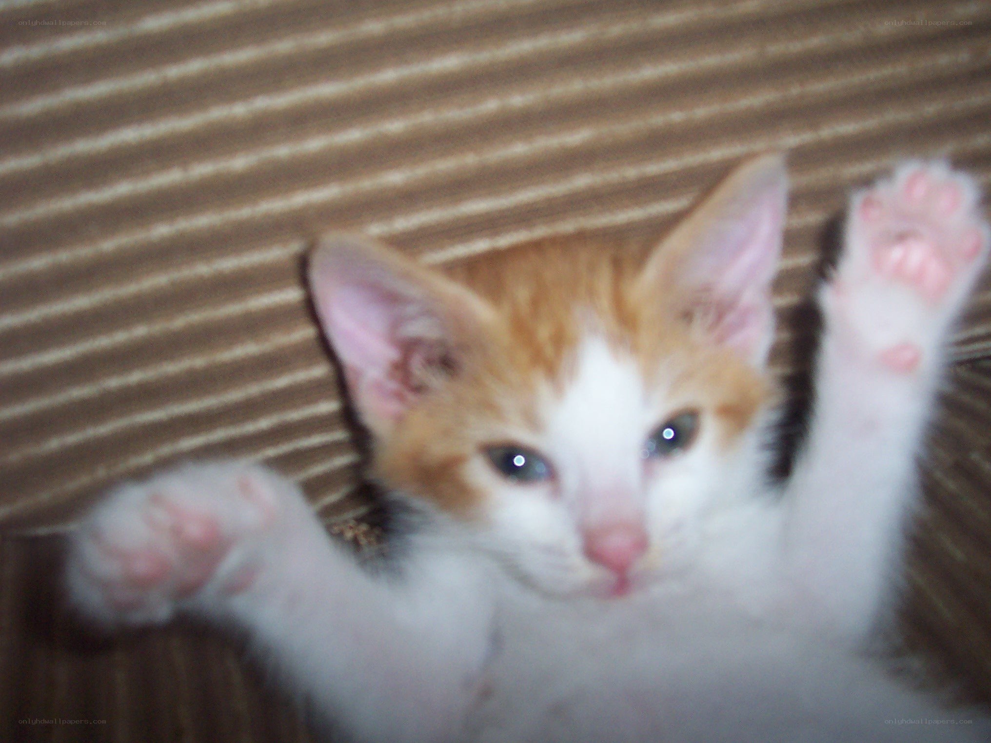 kitten lying on its back