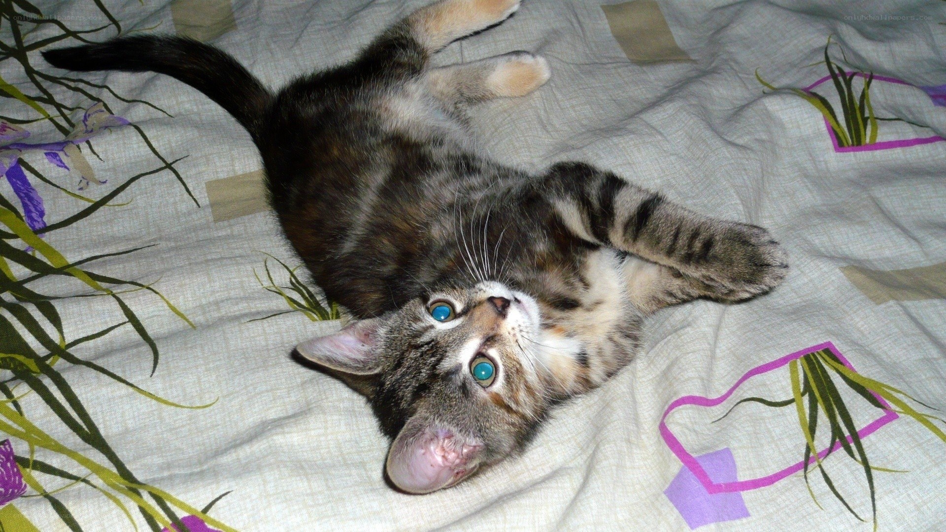 kitten lying on its back