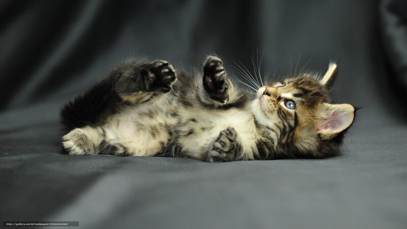 kitten lying on its back