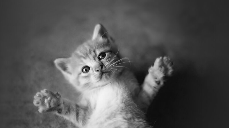 kitten lying on its back