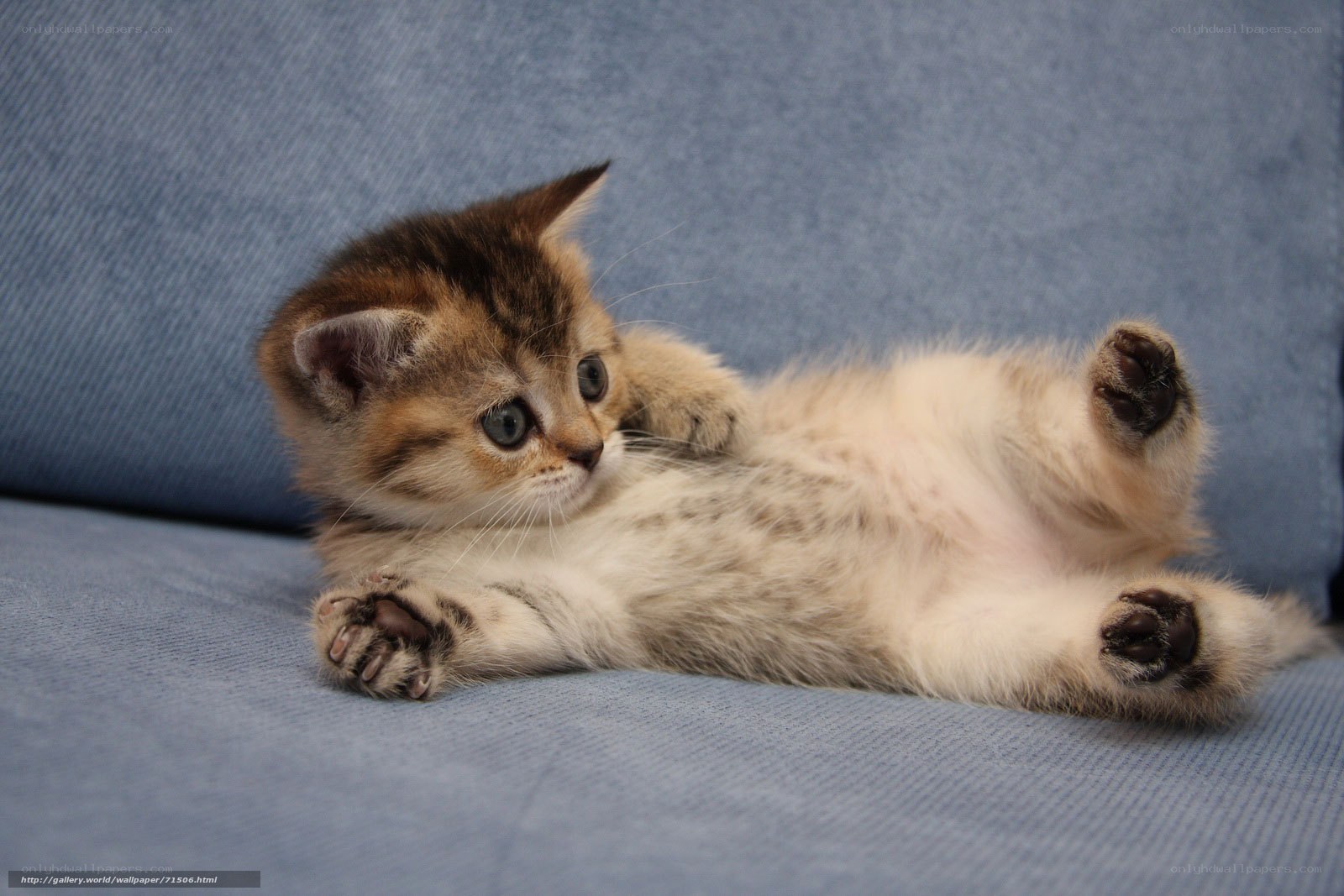 kitten lying on its back