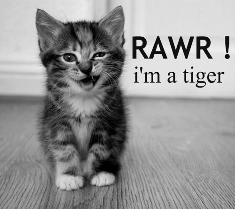 Kitten Making a Face