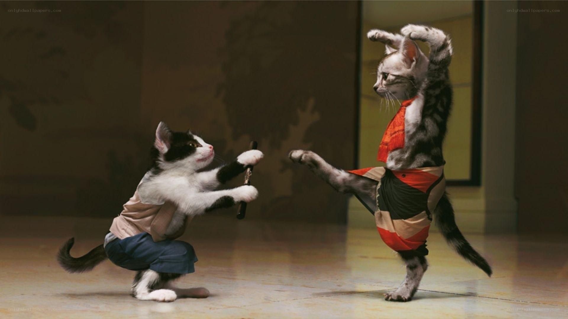 kitten martial arts duel