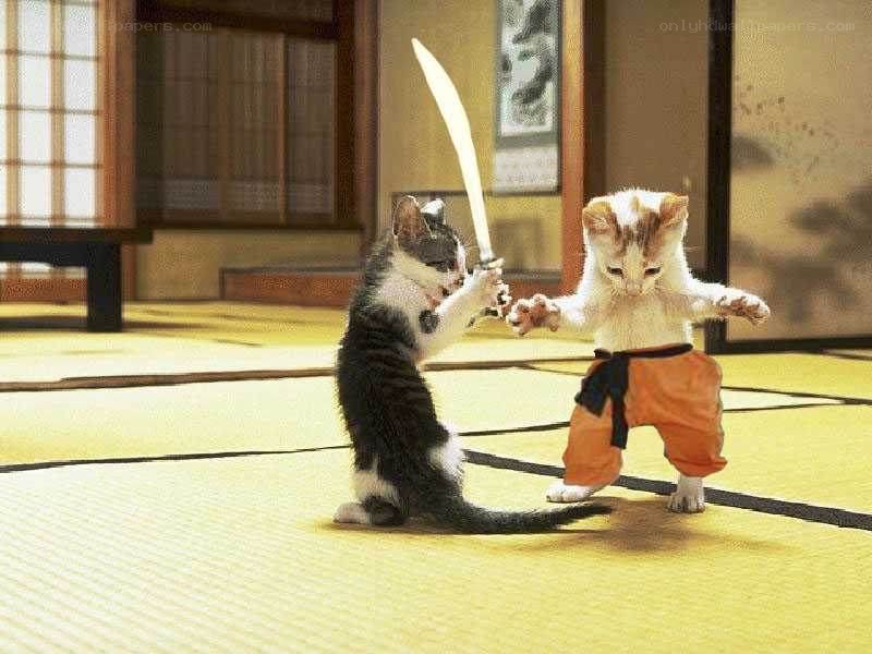 kitten martial arts duel