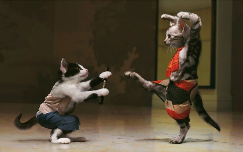 kitten martial arts duel