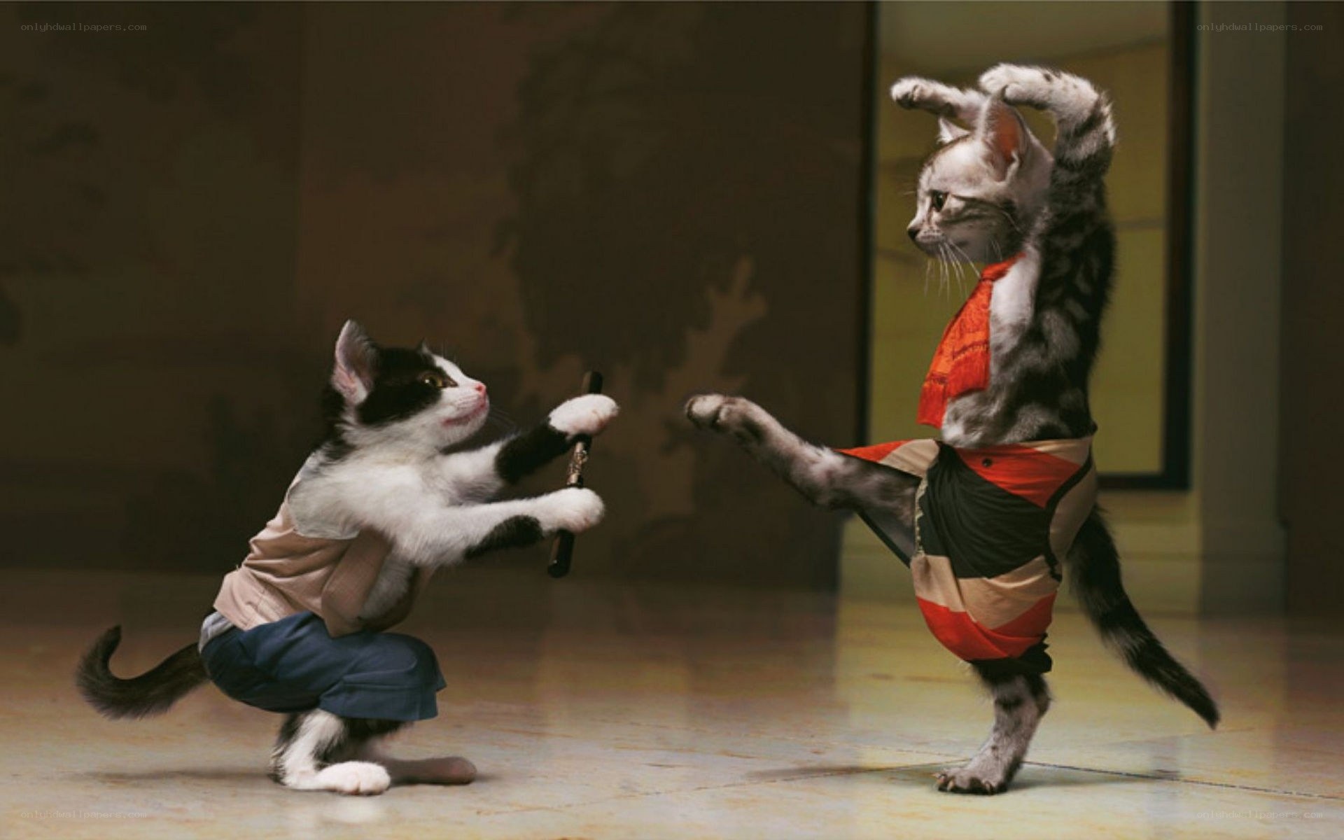 kitten martial arts duel
