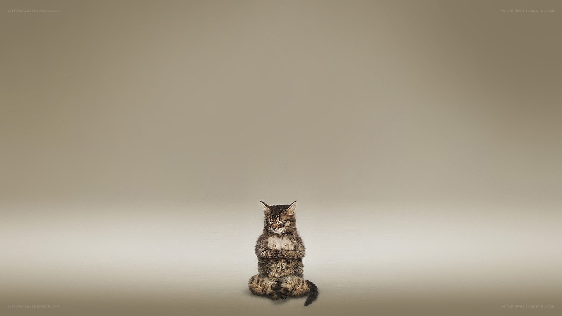 kitten meditating in lotus position