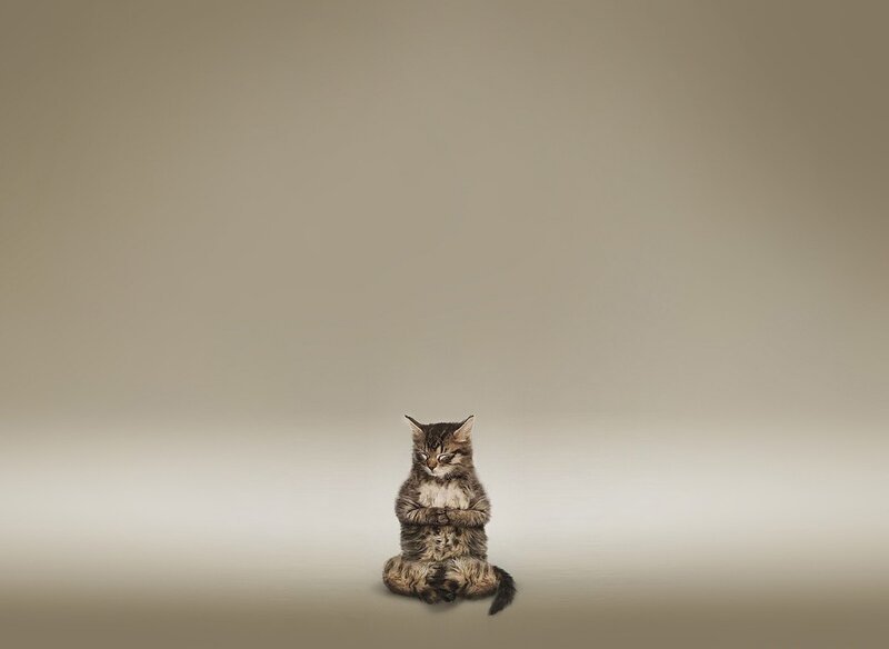 Kitten Meditating