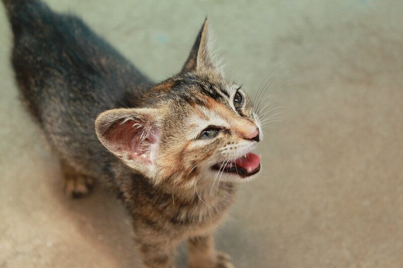 kitten meowing at camera