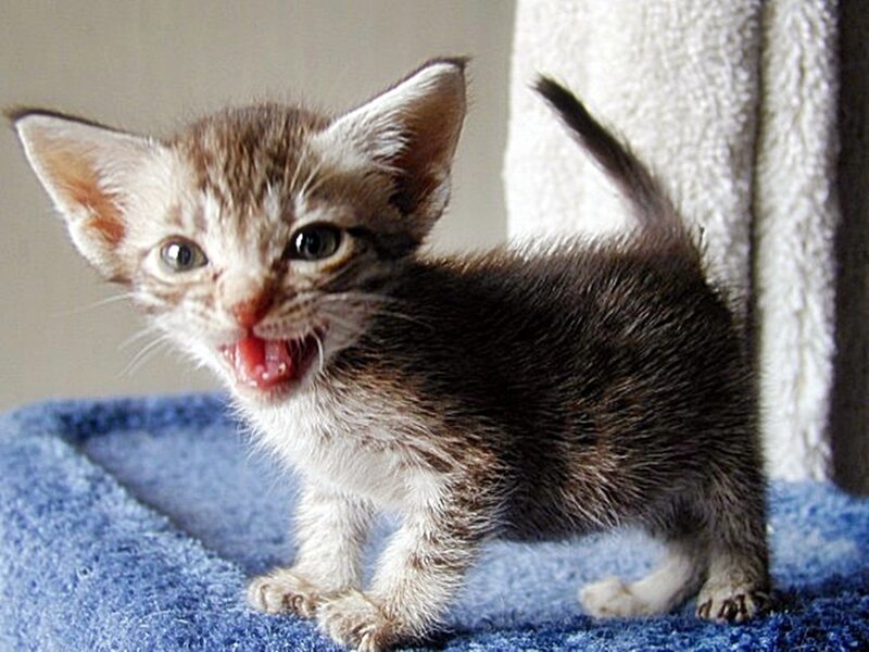 kitten meowing on blue blanket