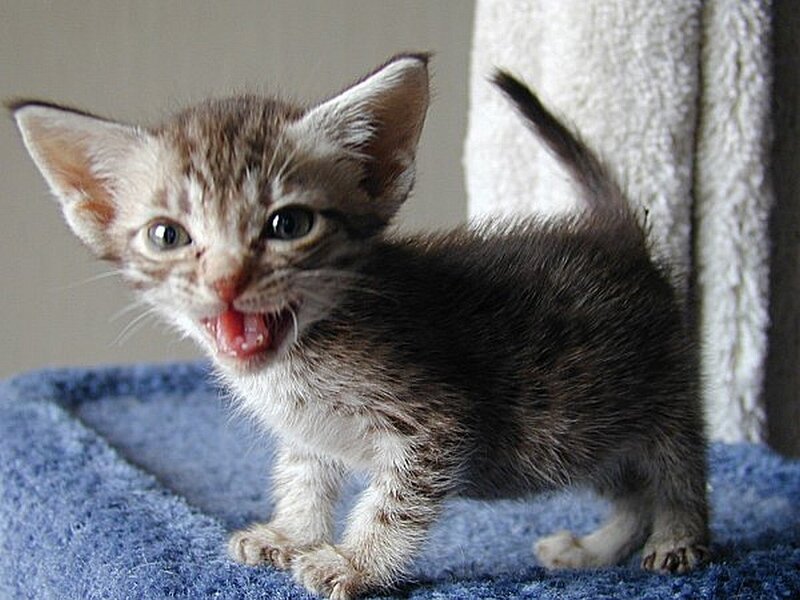 kitten meowing on blue surface