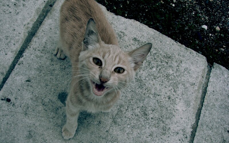 kitten meowing on pavement