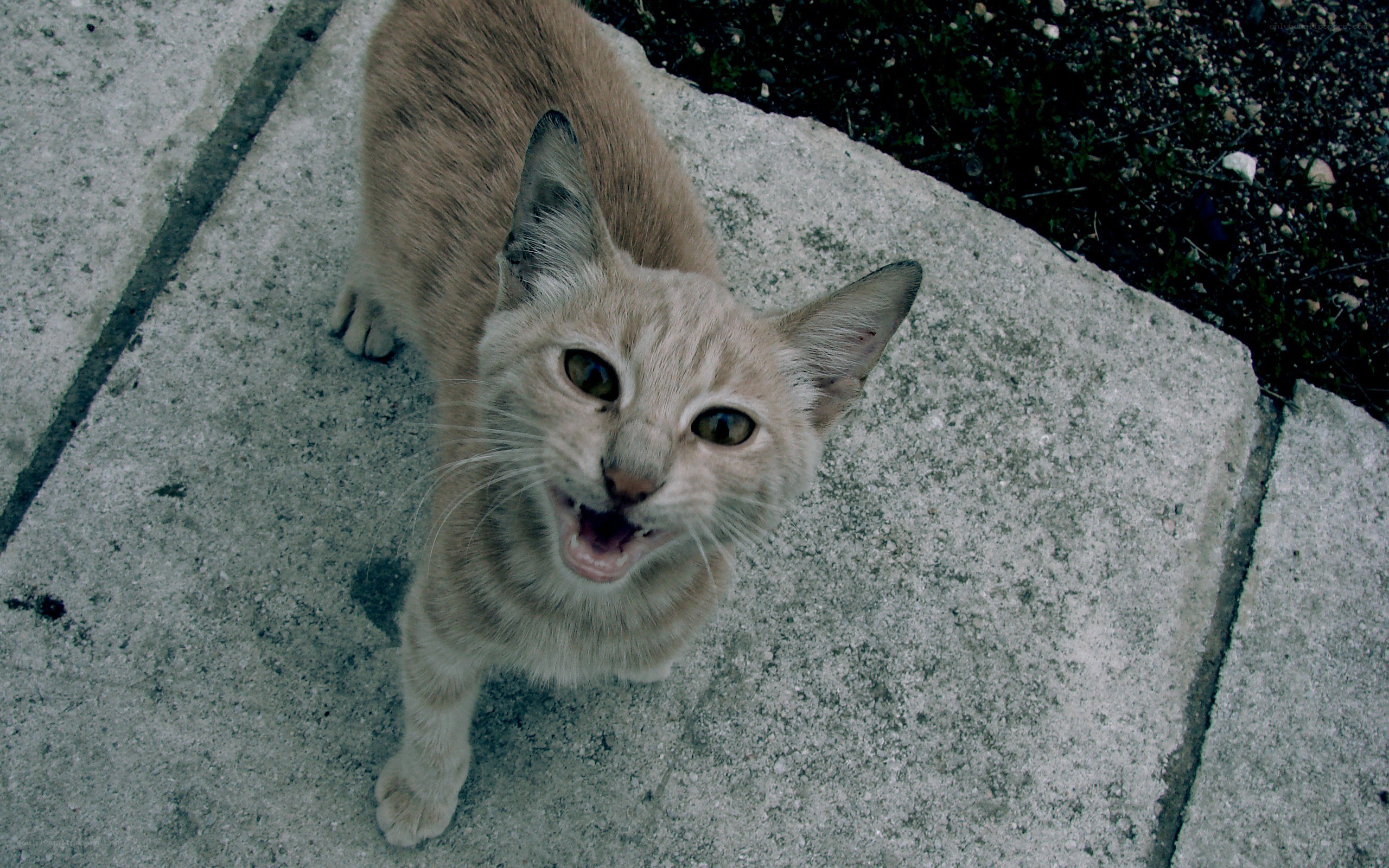 kitten meowing on pavement
