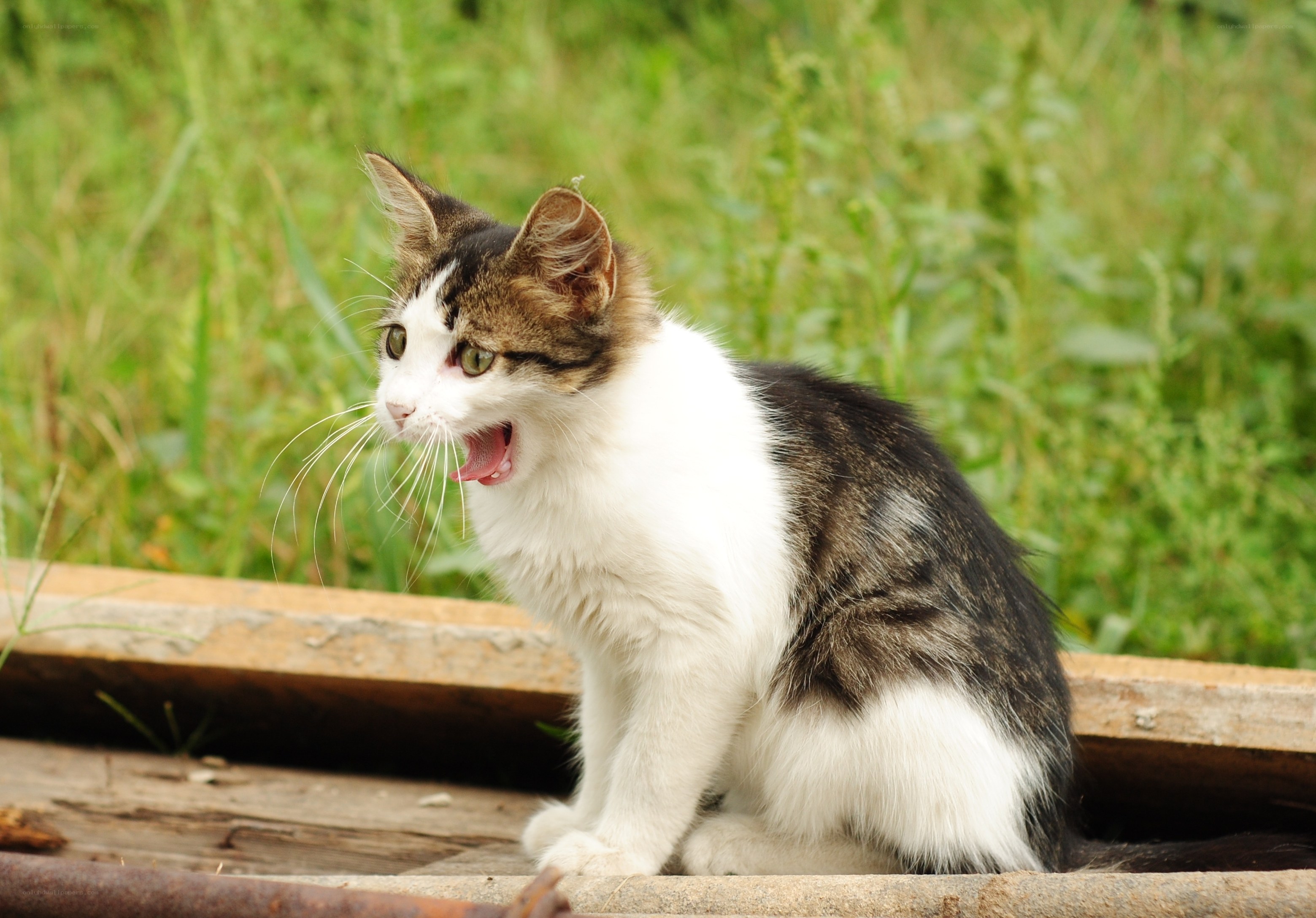kitten meowing on wooden surface