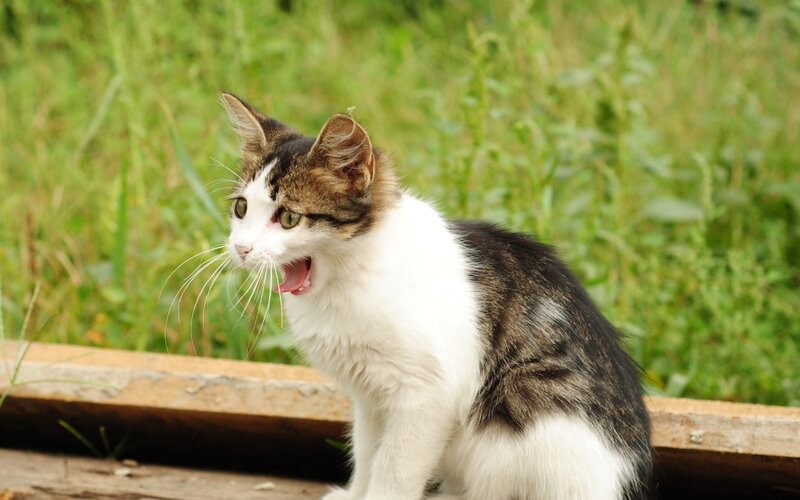 Kitten Meowing Outdoors