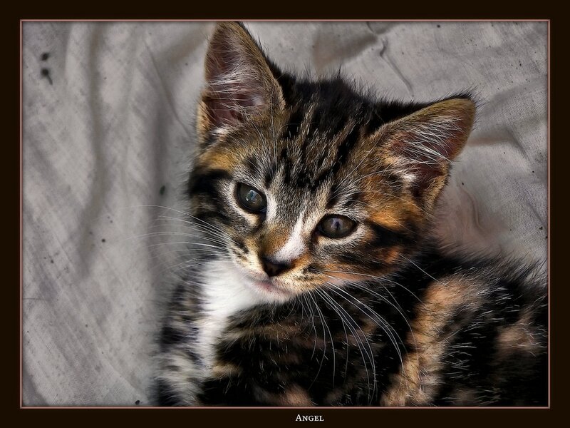 kitten named angel