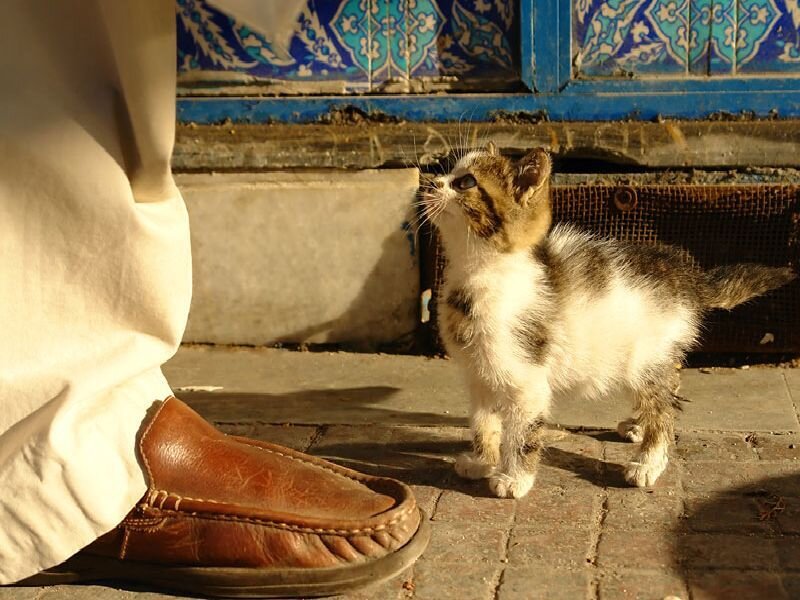 kitten near a person's foot