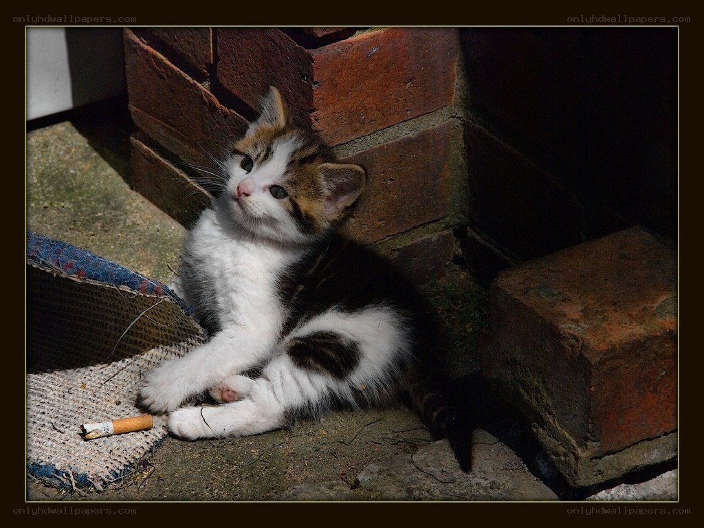 kitten near brick wall