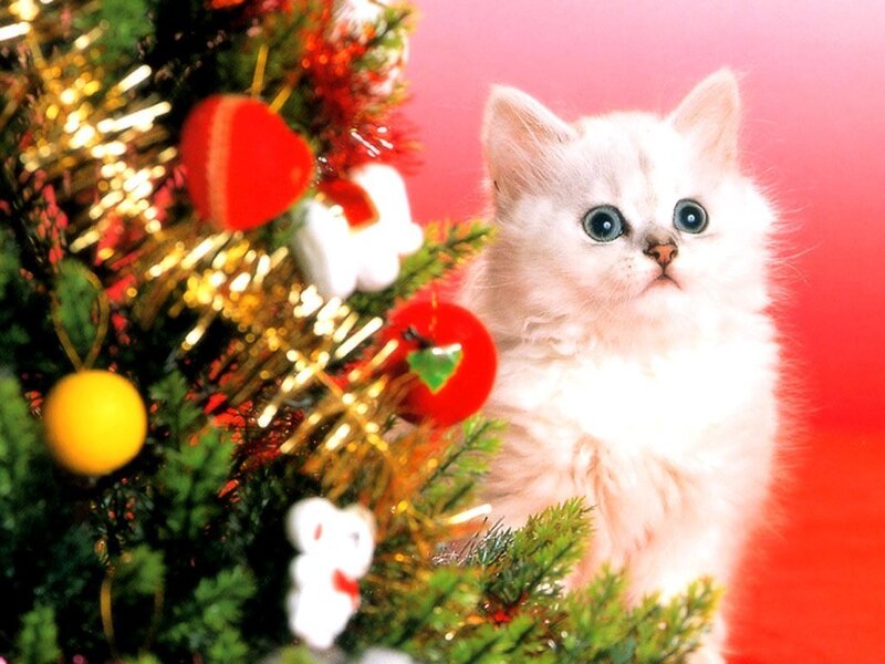 kitten near christmas tree