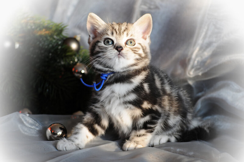 kitten near Christmas tree