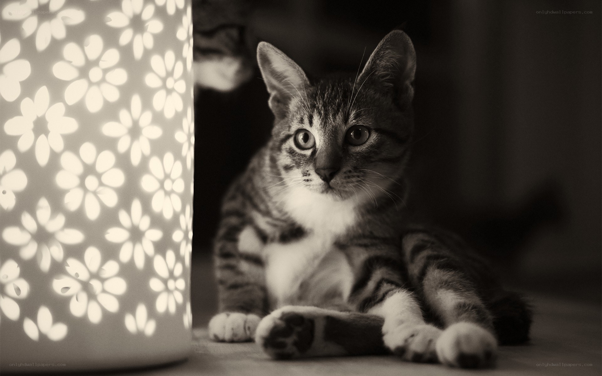 kitten near floral lamp