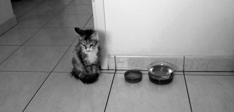 kitten near food bowls