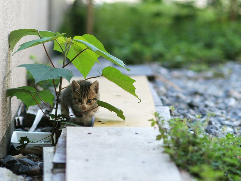 kitten near green plant