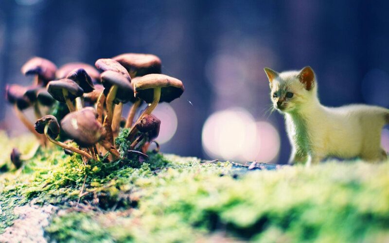 kitten near mushrooms in forest