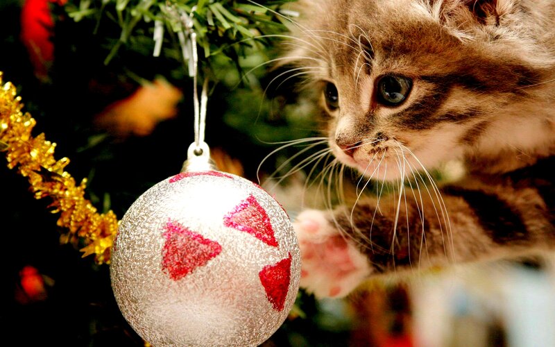 Kitten Near Ornament — Green, Curious
