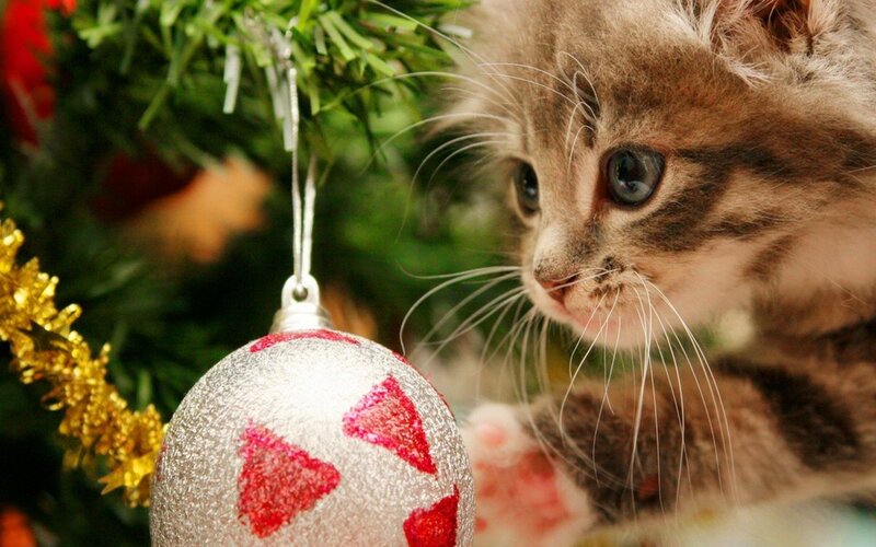 Kitten Near Ornament — Green
