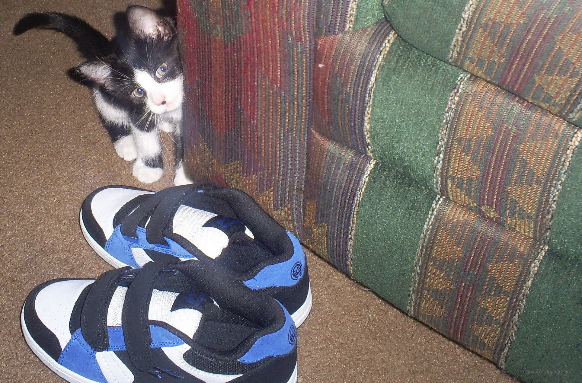 kitten near shoes on carpet