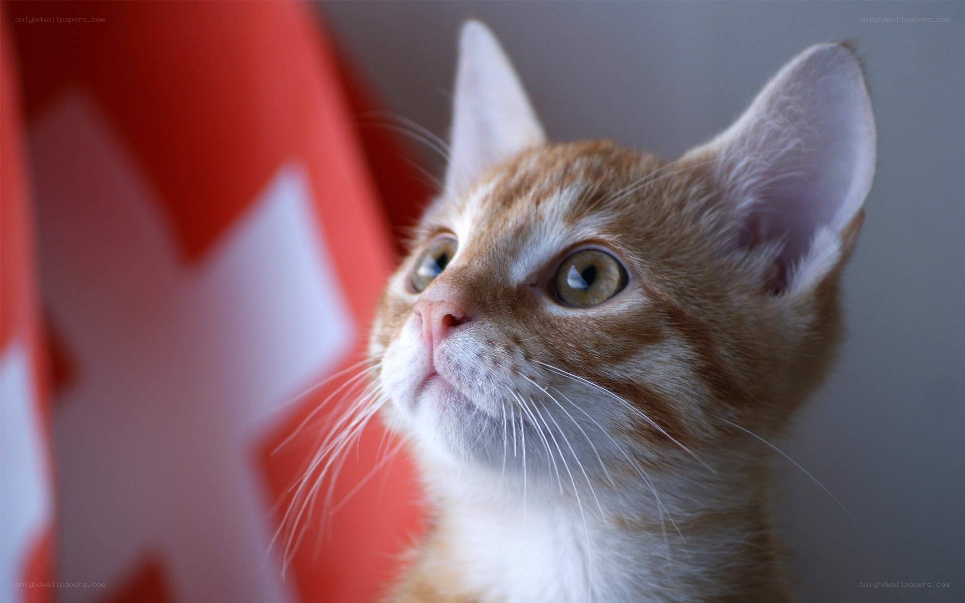 kitten near swiss flag