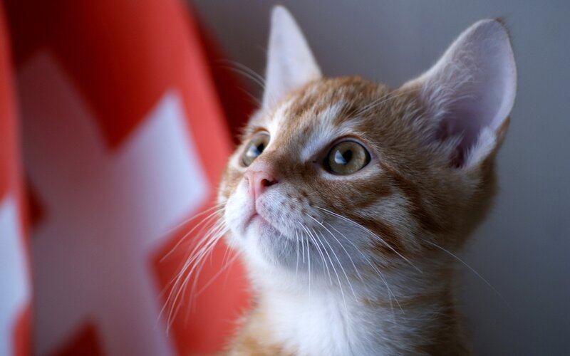 kitten near swiss flag