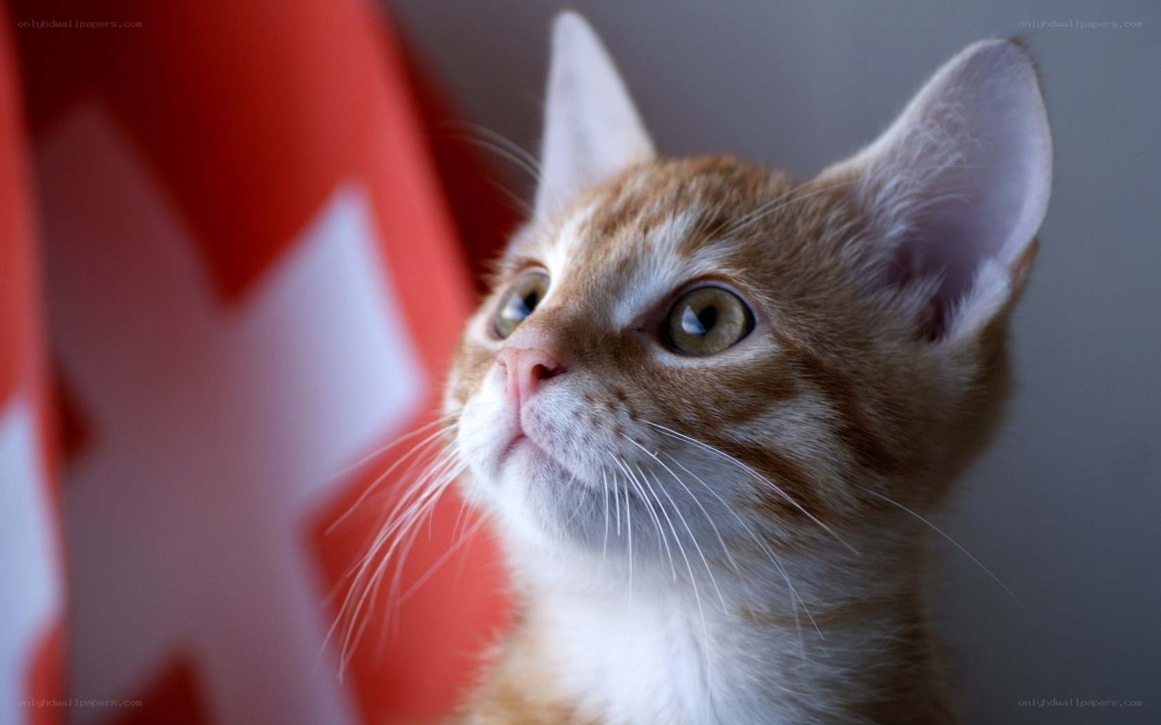 kitten near swiss flag