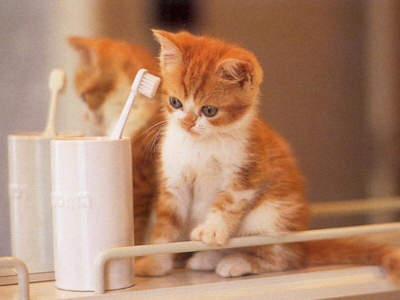 kitten near toothbrush holder