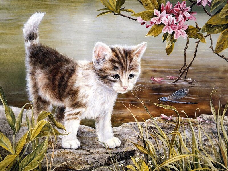 Kitten Near Water