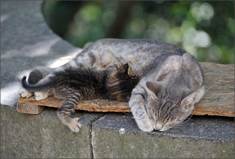 Kitten Nursing from Mother Cat — Gray