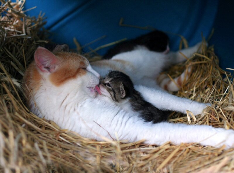 Kitten Nursing from Mother