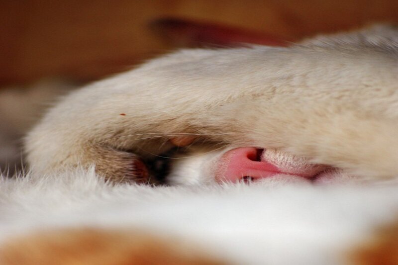Kitten Nursing
