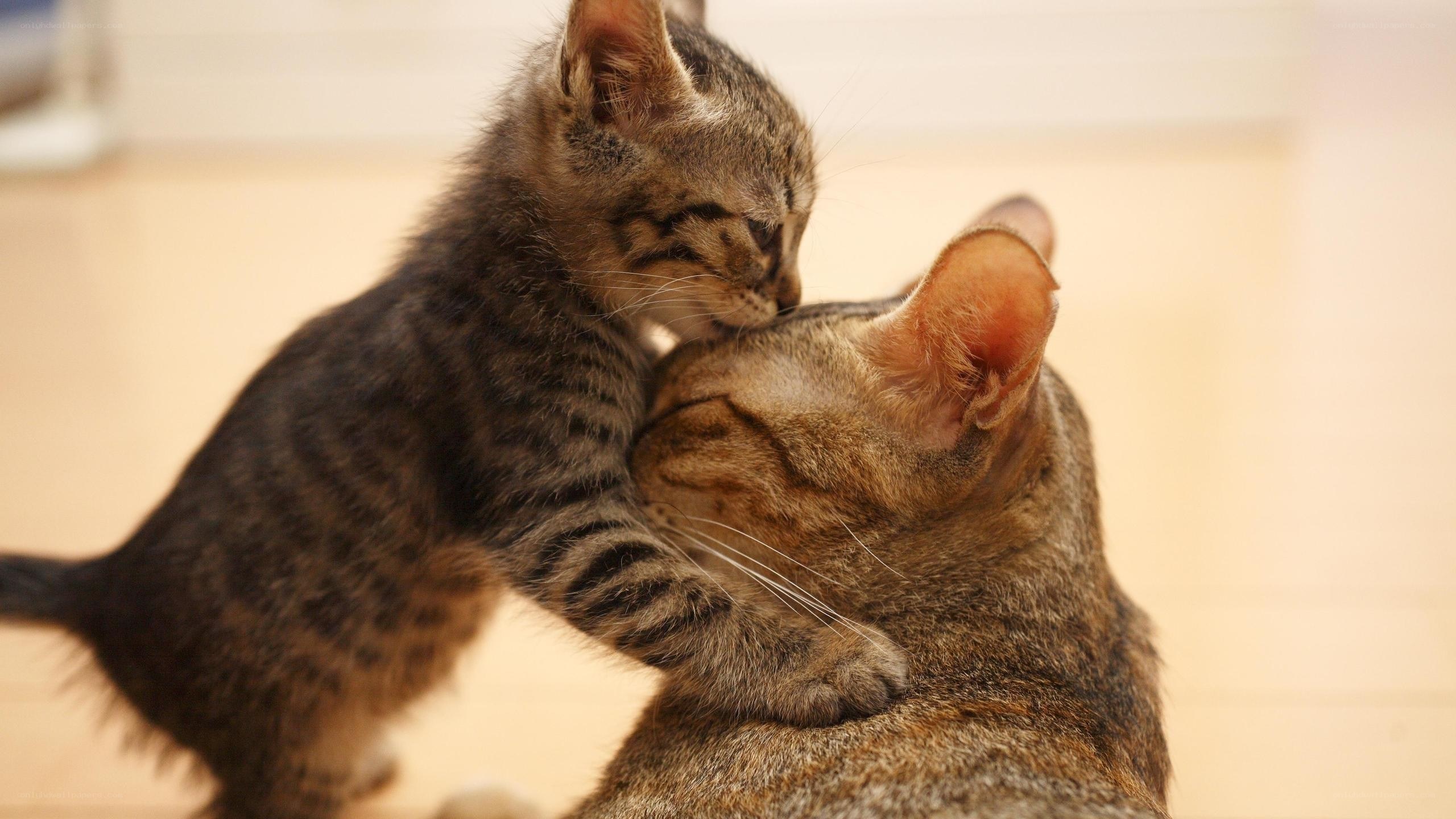 kitten nuzzling adult cat