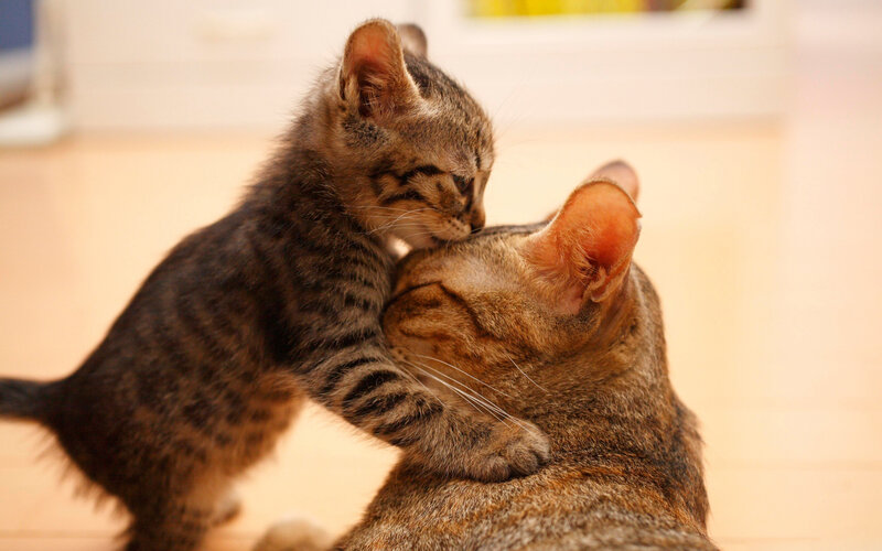 Kitten Nuzzling Adult Cat — Brown, Affectionate, Photograph