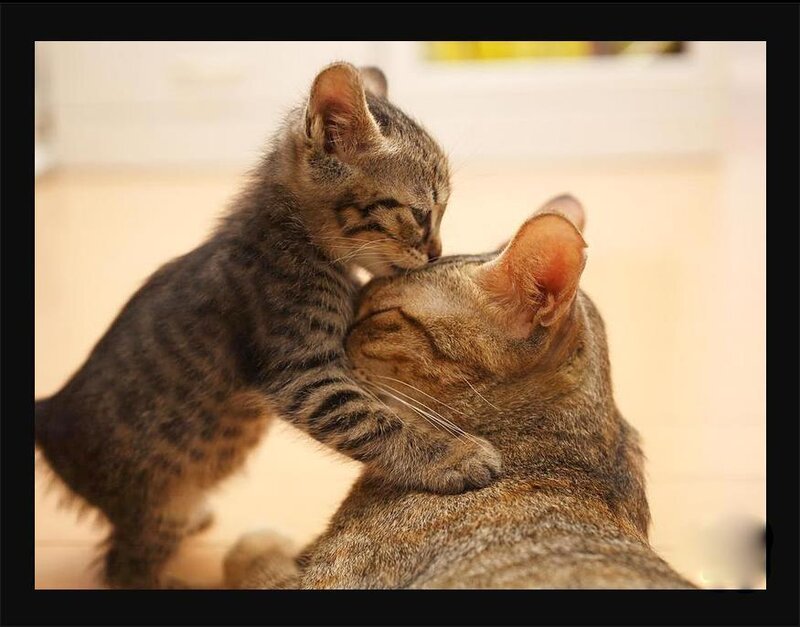 Kitten Nuzzling Adult Cat — Brown, Affectionate